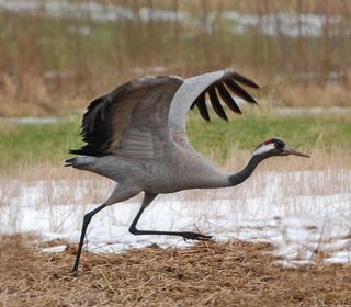 trana fågel 320x280